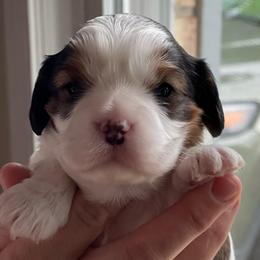 RUBY ROSE - Tri-color female Cavapoo puppy in Lexington, Kentucky from Callaway's Cavaliers
