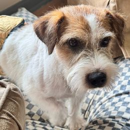 Whopper - White and tan male Russell Terrier puppy in Viper, Kentucky from Mountain Top