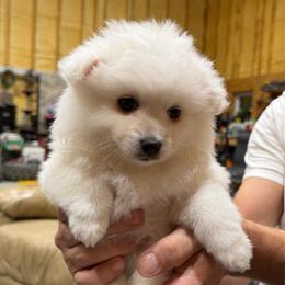 Pearl - White female American Eskimo Dog puppy in Brookfield, Missouri from Mauzey Eskies
