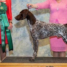 German Shorthaired Pointers from Windward German Shorthaired Pointers