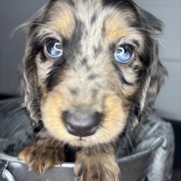 Dachshund, Shih Tzu, and Yorkshire Terrier Puppies from Happy Hounds and More🐾