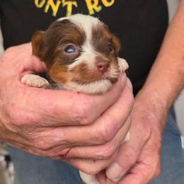Boy 3 - Chocolate, tan and white male Yorkshire Terrier puppy in Bucyrus, Ohio from Dyer's Beauties