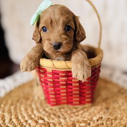 Remi - Red female Cockapoo puppy in Alexandria, Alabama from Bright and Beautiful Cockapoos and Doodles
