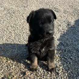 Mindy - Bi-color female German Shepherd puppy in Milan, Illinois from Stonewick German Shepherds