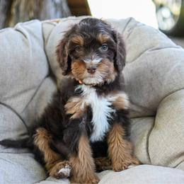 Phoenix - Brown male Bernedoodle puppy in Ogden, Utah from Stanger Farms