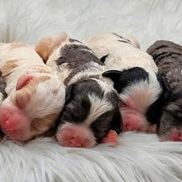 Cockapoo puppies from Utah Cocker Spaniels