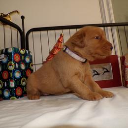 Golden Retriever Puppies from Brisas Goldens