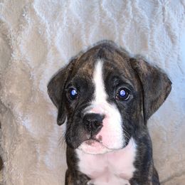 Boxer Puppies from Georgia Boxer Puppies