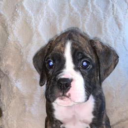 Boxer Puppies from Georgia Boxer Puppies