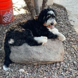 Sully - Bernedoodle