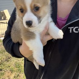 American Corgi Puppies from Whitecreek Corgis of Columbus, IN