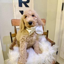 Petey - Gold male Australian Labradoodle puppy in Leonard, Texas from Laird Farms