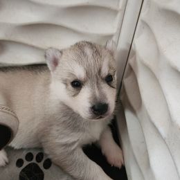 Siberian Husky Puppies from Spirit of the Moon Siberians
