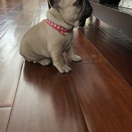 French Bulldog Puppies from Fabi's French Bulldogs