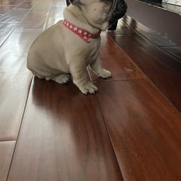 French Bulldog Puppies from Fabi's French Bulldogs