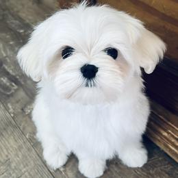 Charlie - White male Maltese puppy in Clarksville, Tennessee from Iron Angel Maltese