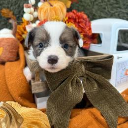 Ash - Blue male Pembroke Welsh Corgi puppy in Paxton, Illinois from McGovern Family Corgis