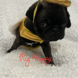 Violet Collar Female 3 - Black female Pug puppy in Parker, Arizona from Pug Happy