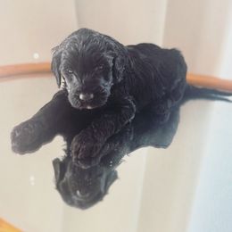 LIV - Black and white female Bernedoodle puppy in Orland, California from Shockley’s Elite Doodles