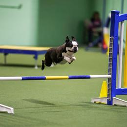 Stokes - Boston Terrier