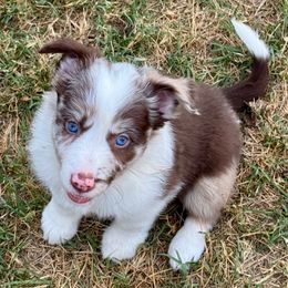 Ginger - White and red merle female Border Collie puppy in Hartsville, South Carolina from Wiggles 4 Life