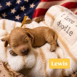 Lewis aka Yellow Collar - Apricot male Goldendoodle puppy in Portland, Tennessee from Happy_Tails_by_TJ