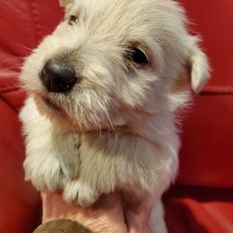 Ty - Wheaten female Scottish Terrier puppy in Crossville, Tennessee from Cavern Kennels