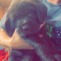 Boy 1 - Liver male Pudelpointer puppy in Sioux Falls, South Dakota from Saddle Creek Kennels