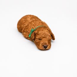 Milo - Red  male Goldendoodle puppy in Sylacauga, Alabama from Lorel Bryant