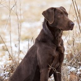 Morrighan - Labrador Retriever