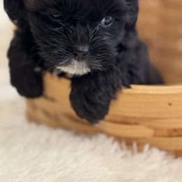 Cavapoo and Shihpoo Puppies from Haus of Doodles