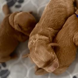 Girl 1 Selection - Red  female Goldendoodle puppy in Pleasant Hill, Iowa from Harvest Creek