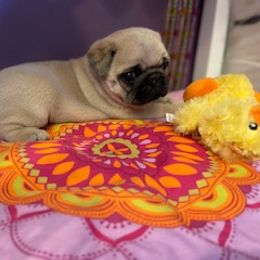 Pug Puppies from Briggs Family Pugs