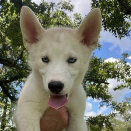 Biscuit - Read Description - Sable and white male Siberian Husky puppy in College Station, Texas from Texas Siberian Husky Kennels (TSHK)