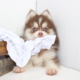 Jonah - Chocolate male Pomsky puppy in Murfreesboro, Tennessee from Middle Tennessee Pomskies