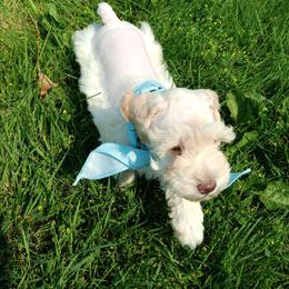 Mr Cream - Wheaten male Miniature Schnauzer puppy in Shoshone, Idaho from Debra Kruse's Miniature Schnauzers