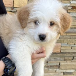 Aussiedoodle Puppies from Hearth&Hound Doodles