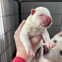 Girl 2 - Peach collar - White female Siberian Husky puppy in Independence, Wisconsin from Hito's Huskies