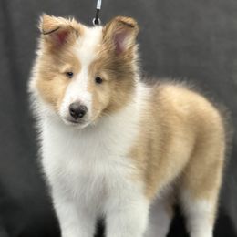 Hercules - Sable merle male Collie puppy in Linden, New Jersey from Juan's Biewer Terriers and Collies