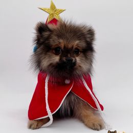 Kingston - Orange sable male Pomeranian puppy in Menifee, California from Petite Poms Of CA