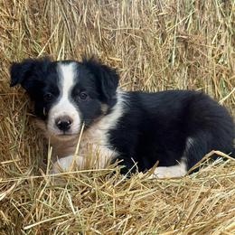Tinker - Black and white female Border Collie puppy in North Lakeport, California from Akins Aussies/Wild Rose Ranch