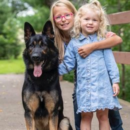 Quolt  - German Shepherd