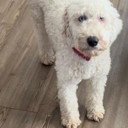 Pearl - Australian Labradoodle
