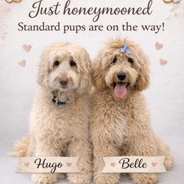 Australian Labradoodle puppies from Kings Labradoodles
