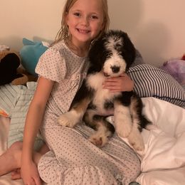 Bernedoodle and Goldendoodle Puppies from Central Texas Doodles