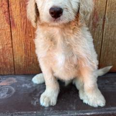 Bordoodle Puppies from JM Lazy S Doodles