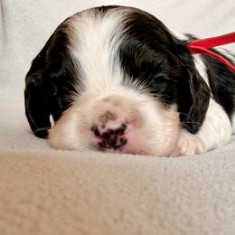 Percy - Sable and white male Cocker Spaniel puppy in Lily, Wisconsin from Sylvan Acres Spaniels