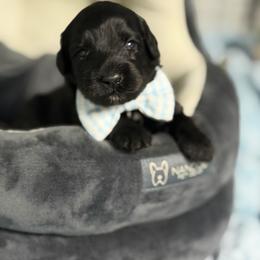 Gunner - Black male Australian Labradoodle puppy in Calhoun, Louisiana from Arrowhead Australian Labradoodles
