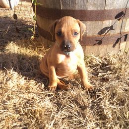 Sadie - Lt whtn blk nose female Rhodesian Ridgeback puppy in Carney, Oklahoma from River Run Parson Russell terriers & River Run Ridgebacks