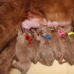 Goldendoodle Puppies from Carefree Goldendoodles